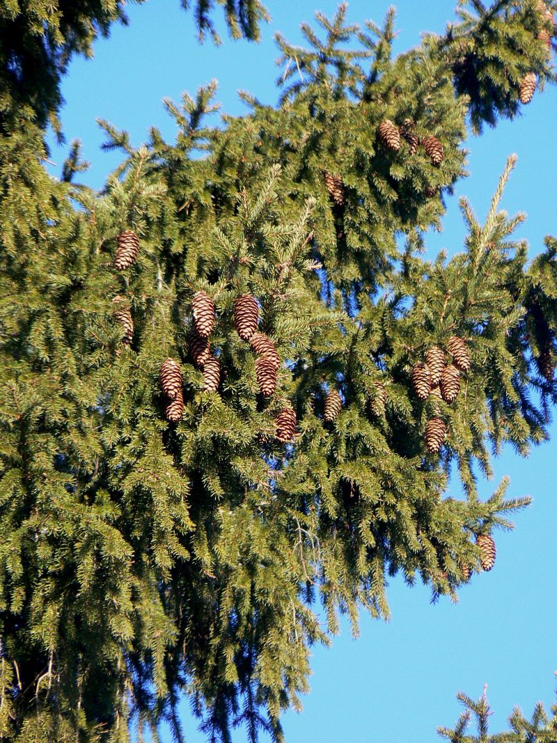 Image of Picea abies specimen.