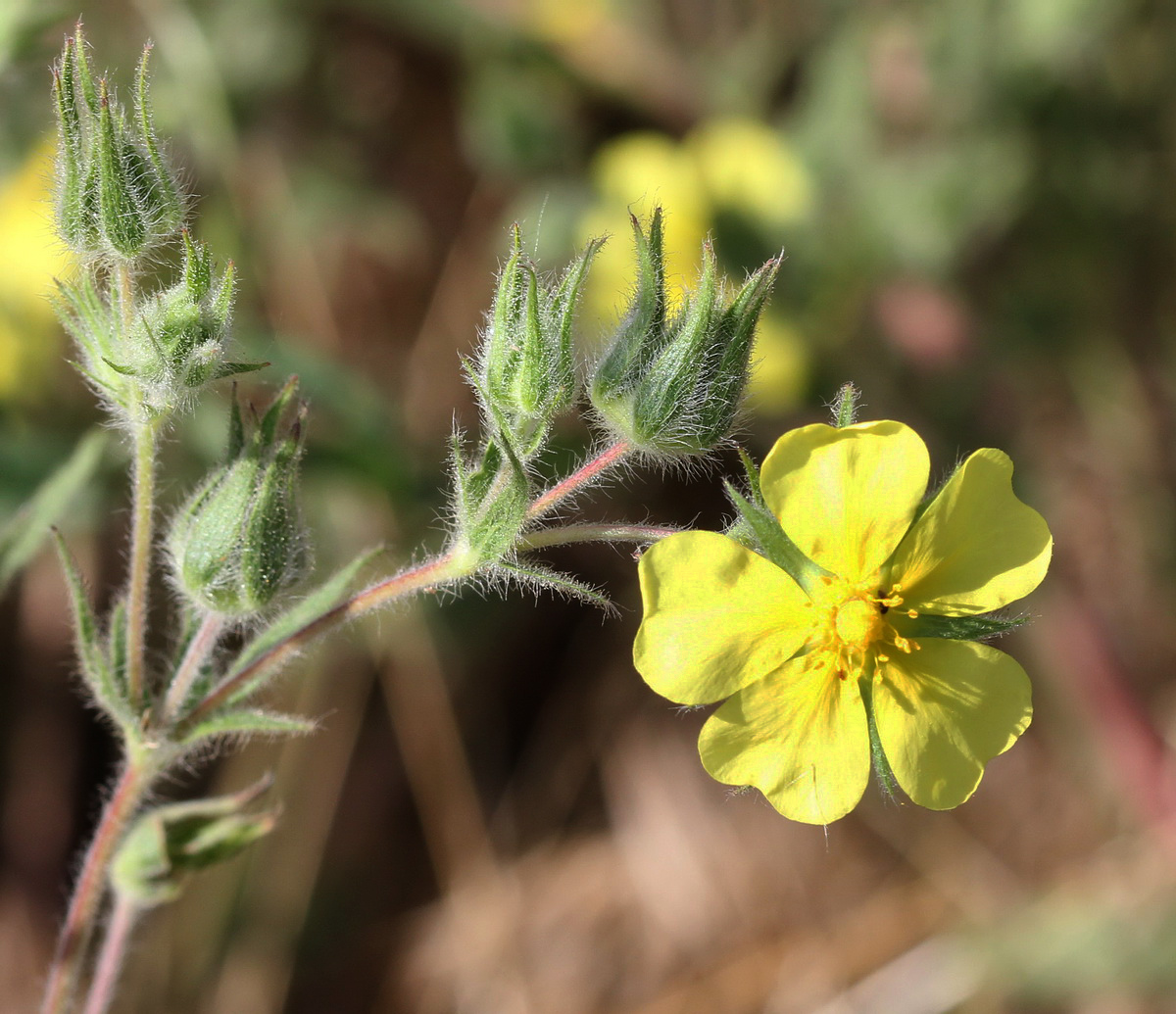 Изображение особи Potentilla callieri.