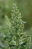 Chenopodium album. Верхушка цветущего растения. Карельский перешеек, окр. Сертолово, посевное поле, на краю грунтовой дороги. 04.07.2020.