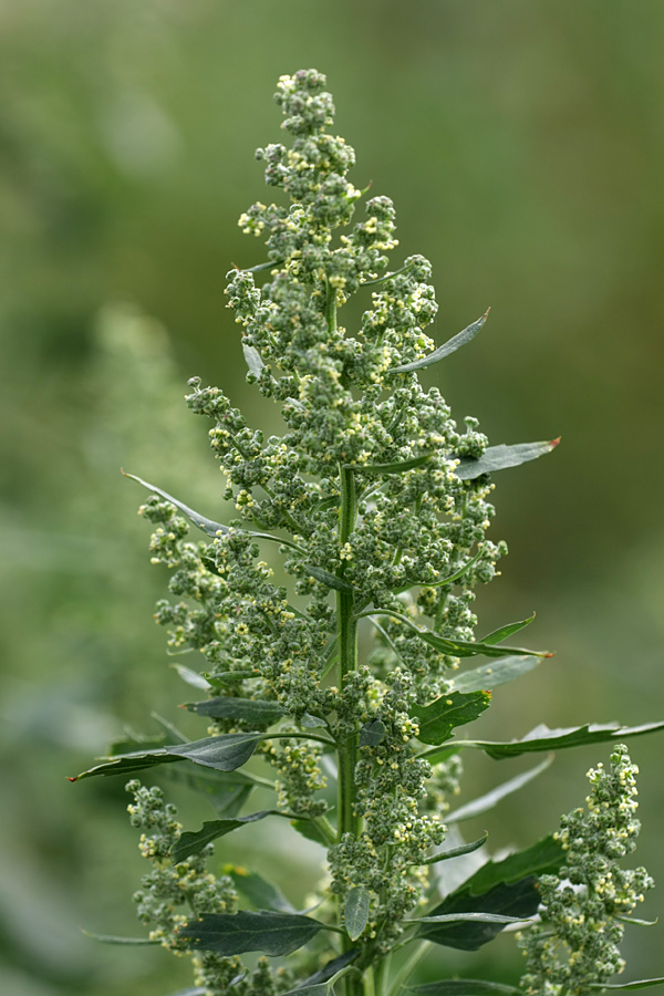 Изображение особи Chenopodium album.