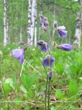 Polemonium campanulatum