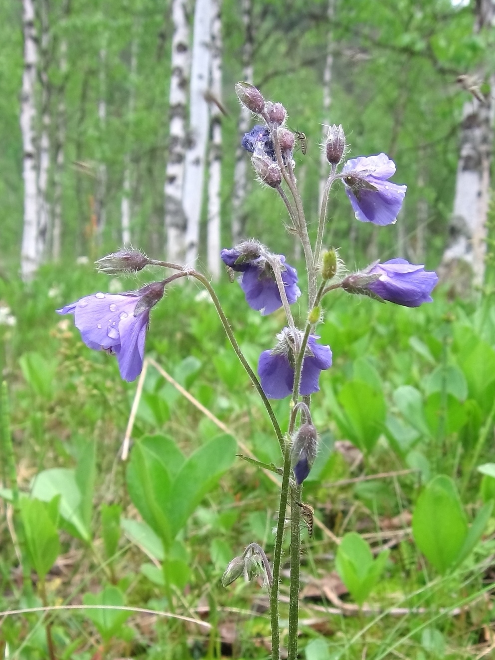 Изображение особи Polemonium campanulatum.