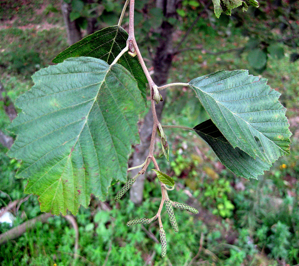 Изображение особи Alnus incana.