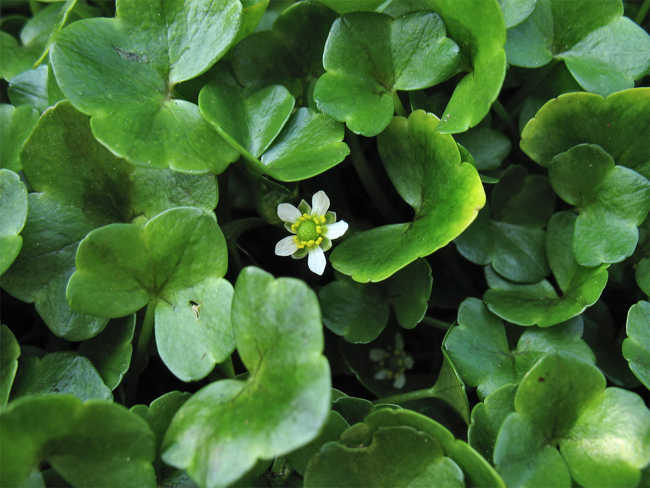 Image of Ranunculus hederaceus specimen.