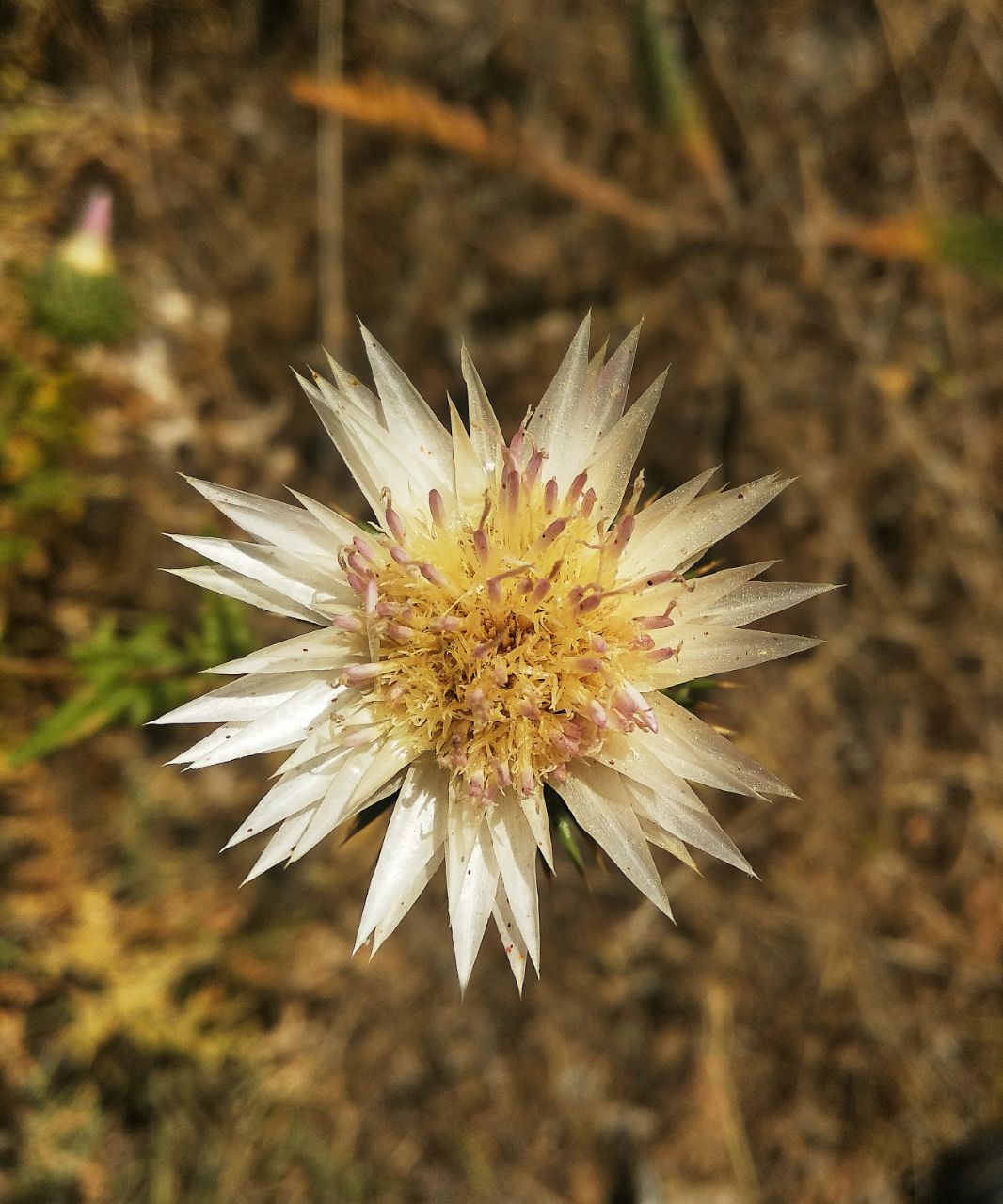 Изображение особи Cousinia coronata.