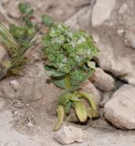 Valerianella dufresnia