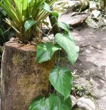Passiflora ligularis