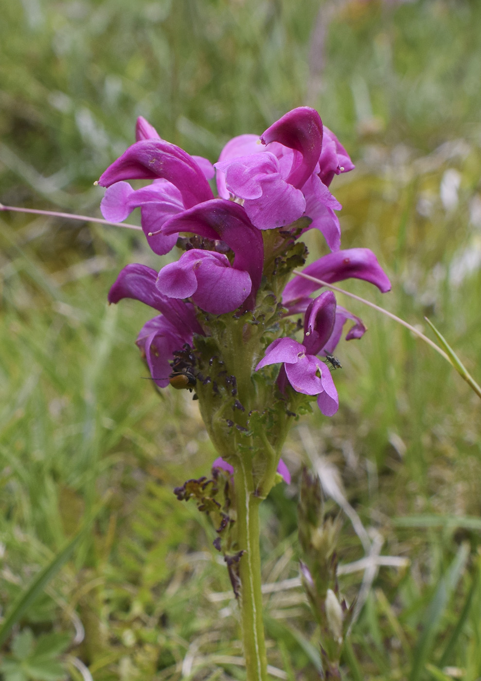 Изображение особи Pedicularis pyrenaica.