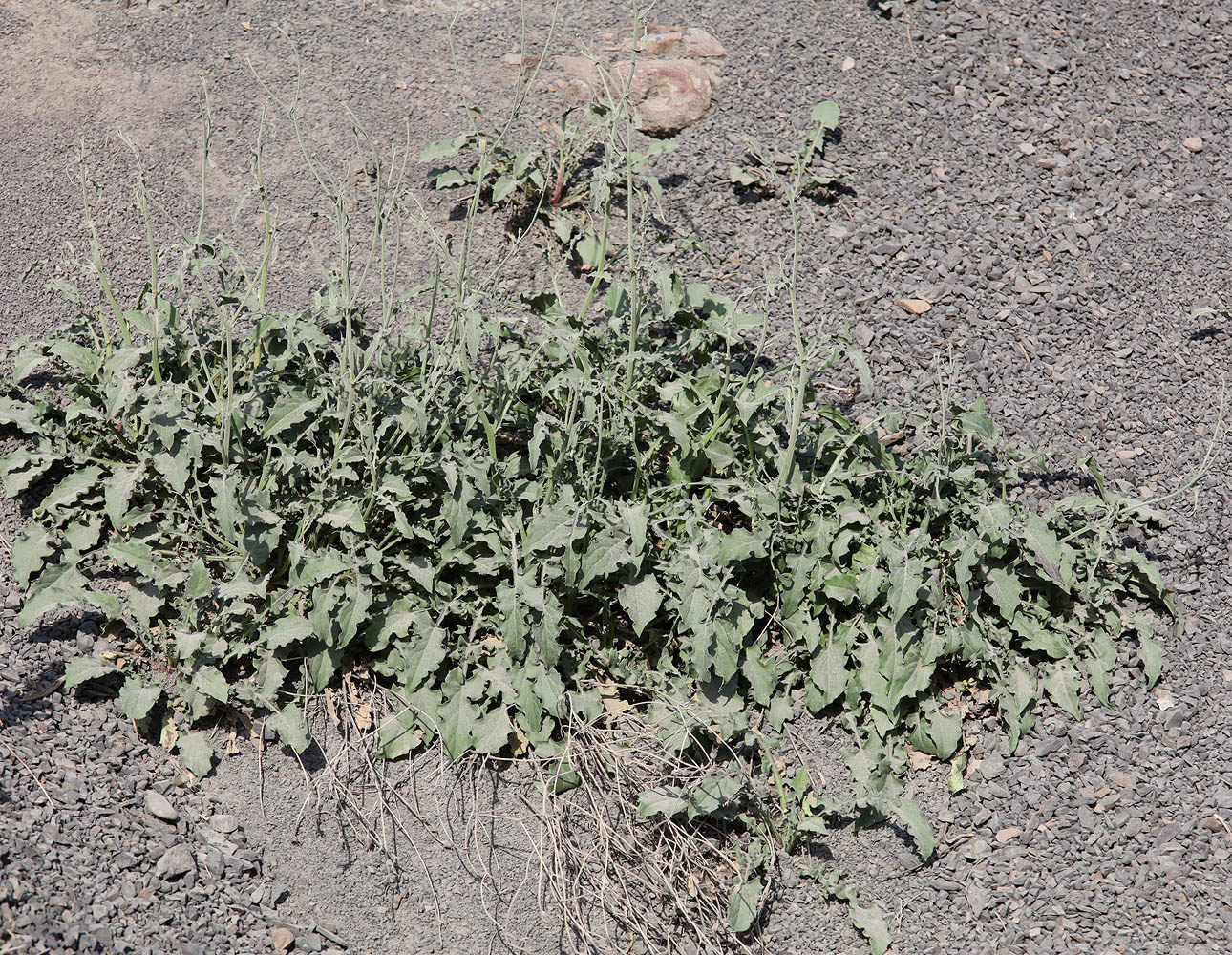 Изображение особи Crepis sonchifolia.