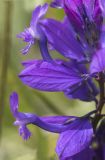 Polygala major