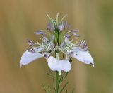 Nigella arvensis. Цветок. Украина, Донецкая обл., Волновахский р-н, южнее пос. Андреевка, каменистый склон в долине р. Берестовая. 11.07.2010.