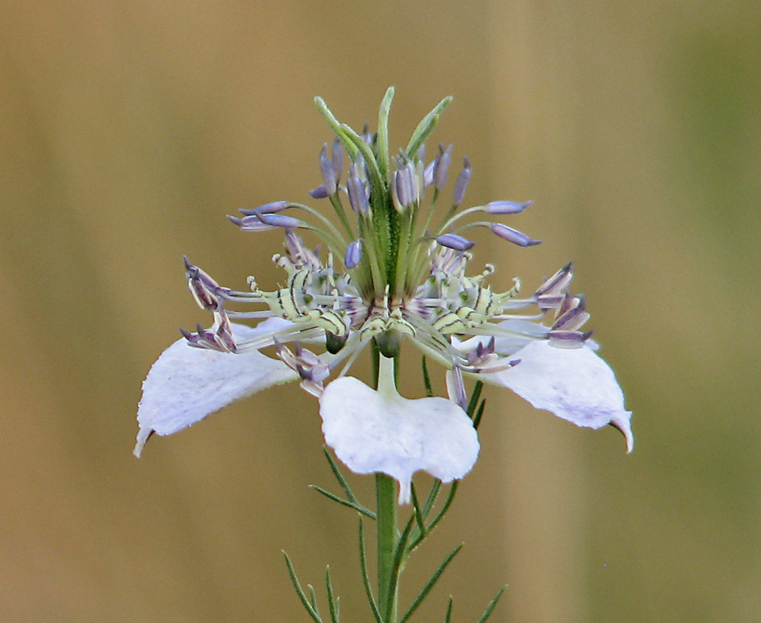 Изображение особи Nigella arvensis.