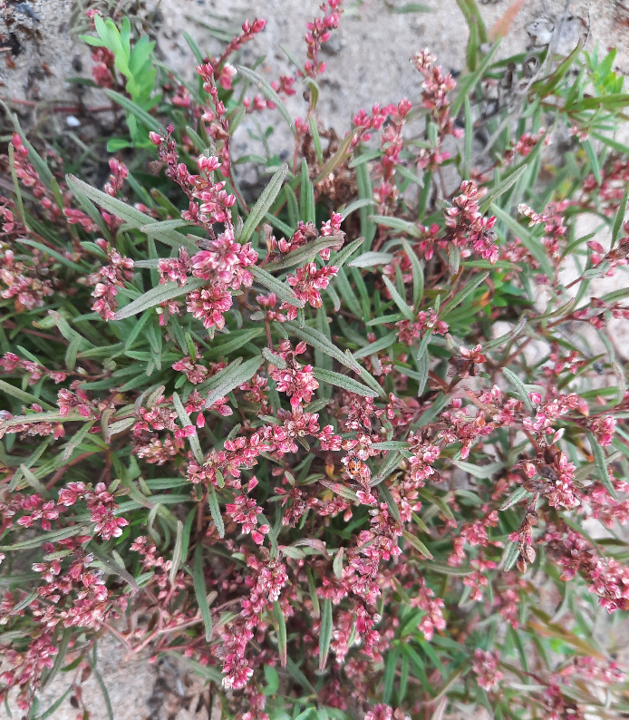 Image of Aconogonon ocreatum var. riparium specimen.