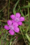 Dianthus fischeri