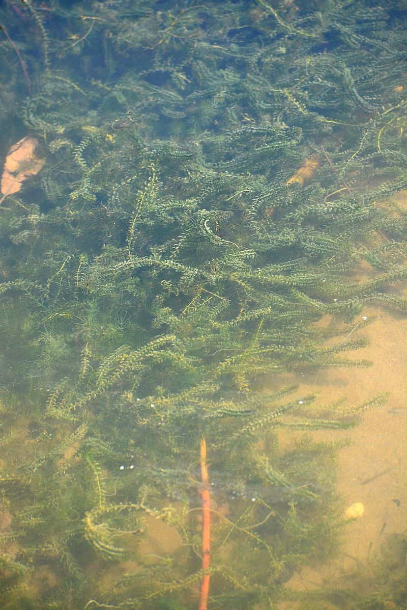 Image of Elodea canadensis specimen.