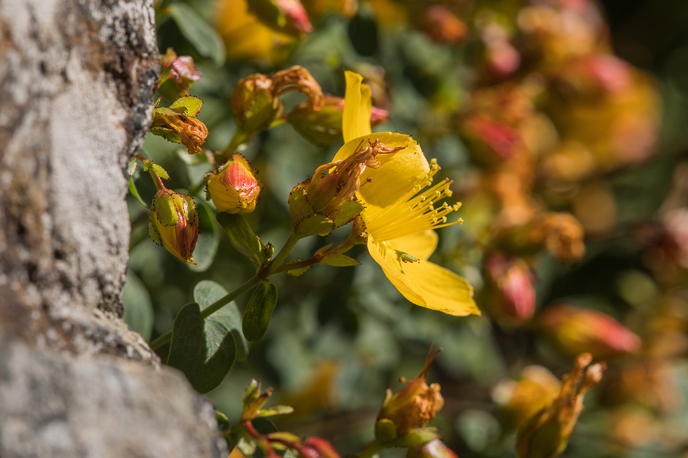 Изображение особи Hypericum nummularioides.