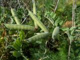 genus Vicia. Часть побега с плодами. Греция, Эгейское море, о. Сирос, окр. пос. Фабрика (Φάμπρικα), склон холма. 22.04.2021.