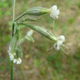 Silene nutans