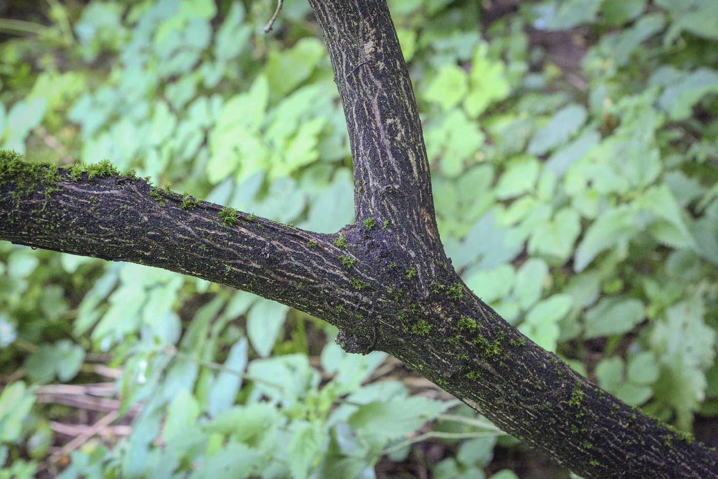 Image of Euonymus bungeanus specimen.
