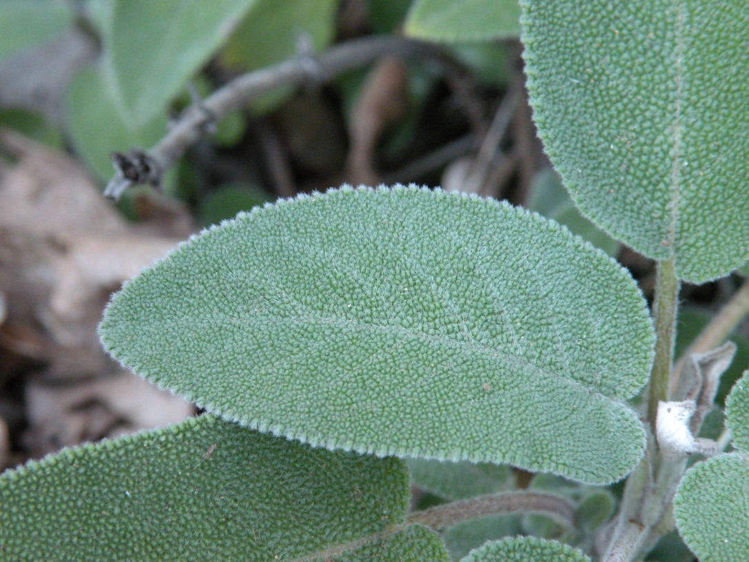 Изображение особи Salvia tomentosa.