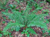 Polystichum braunii. Спороносящее растение. Республика Северная Осетия-Алания, Дигорский р-н, окр. с. Кора-Урсдон, Большой Кавказ, левый берег р. Сауардон, ≈ 690 м н.у.м., буковый лес, обочина лесной дороги. 28.06.2021.