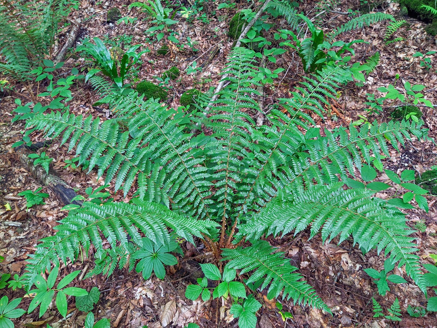 Image of Polystichum braunii specimen.