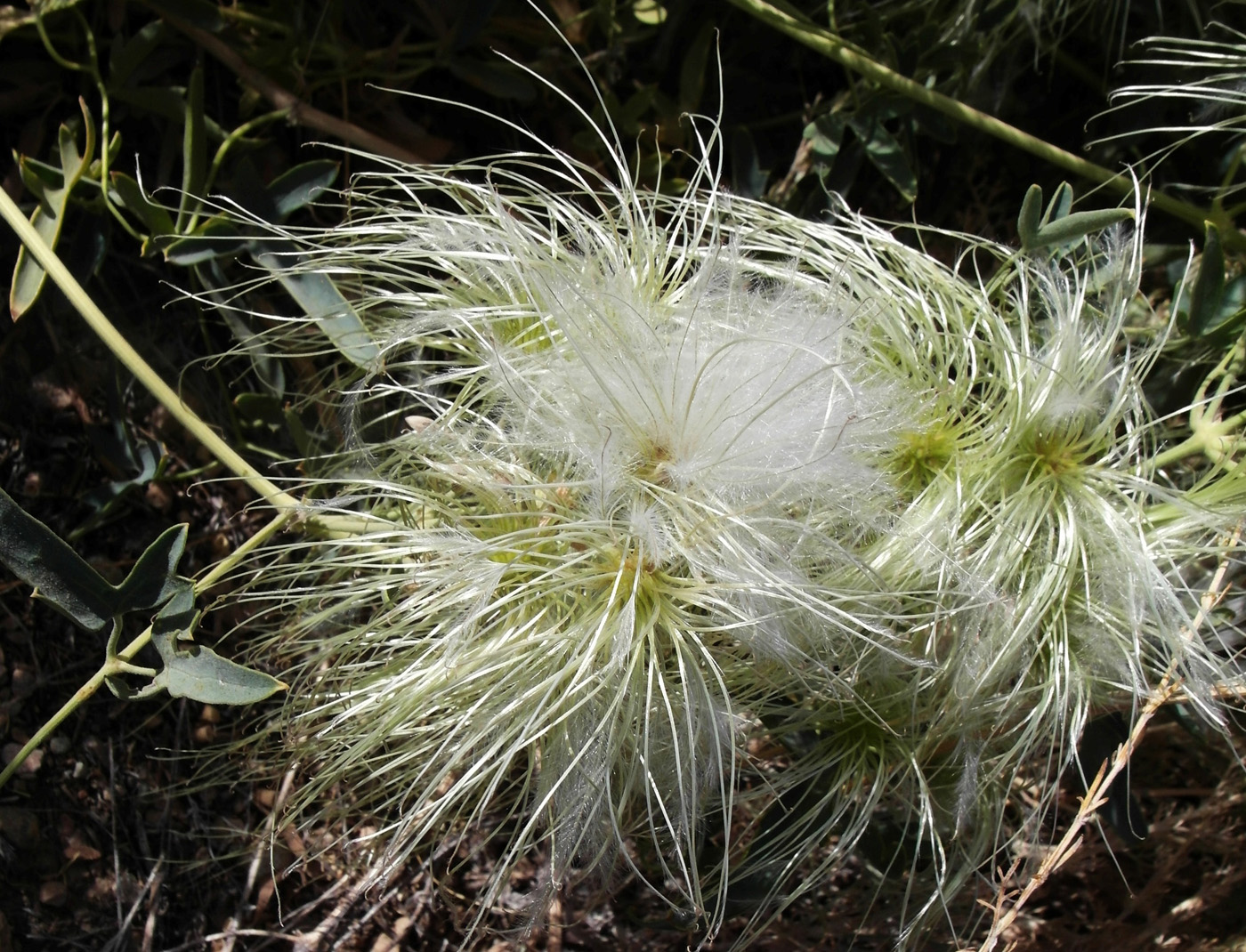 Изображение особи Clematis orientalis.