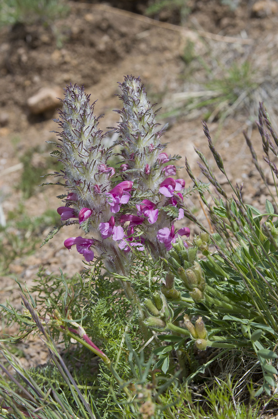 Image of Pedicularis rubens specimen.