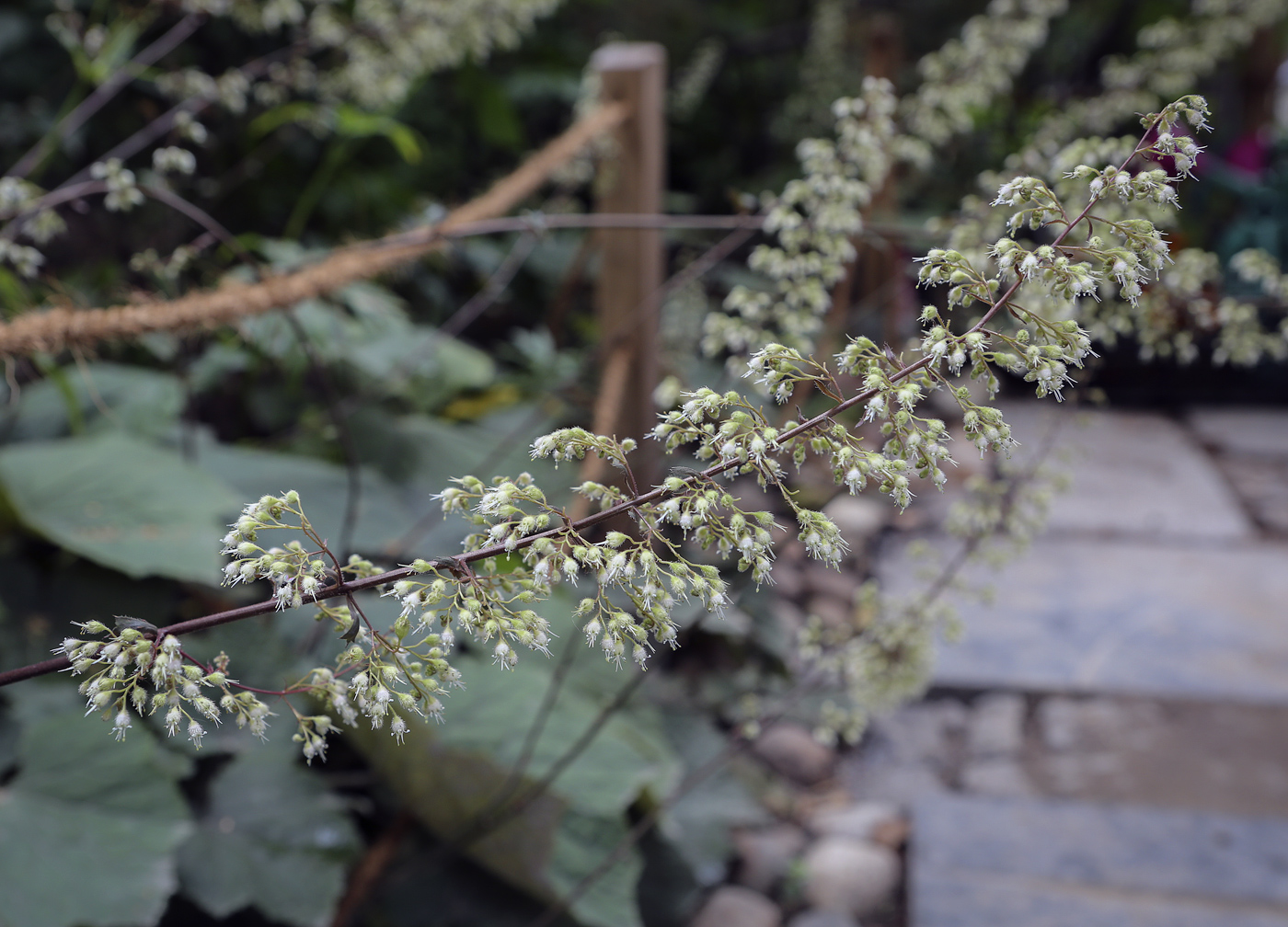 Изображение особи Heuchera sanguinea.