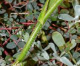 genus Anigozanthos