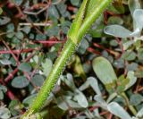 genus Anigozanthos