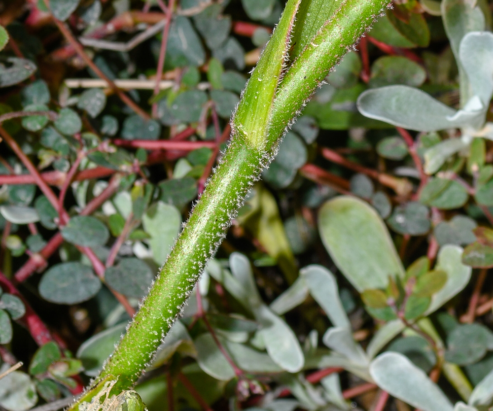 Изображение особи род Anigozanthos.