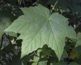 Rubus odoratus