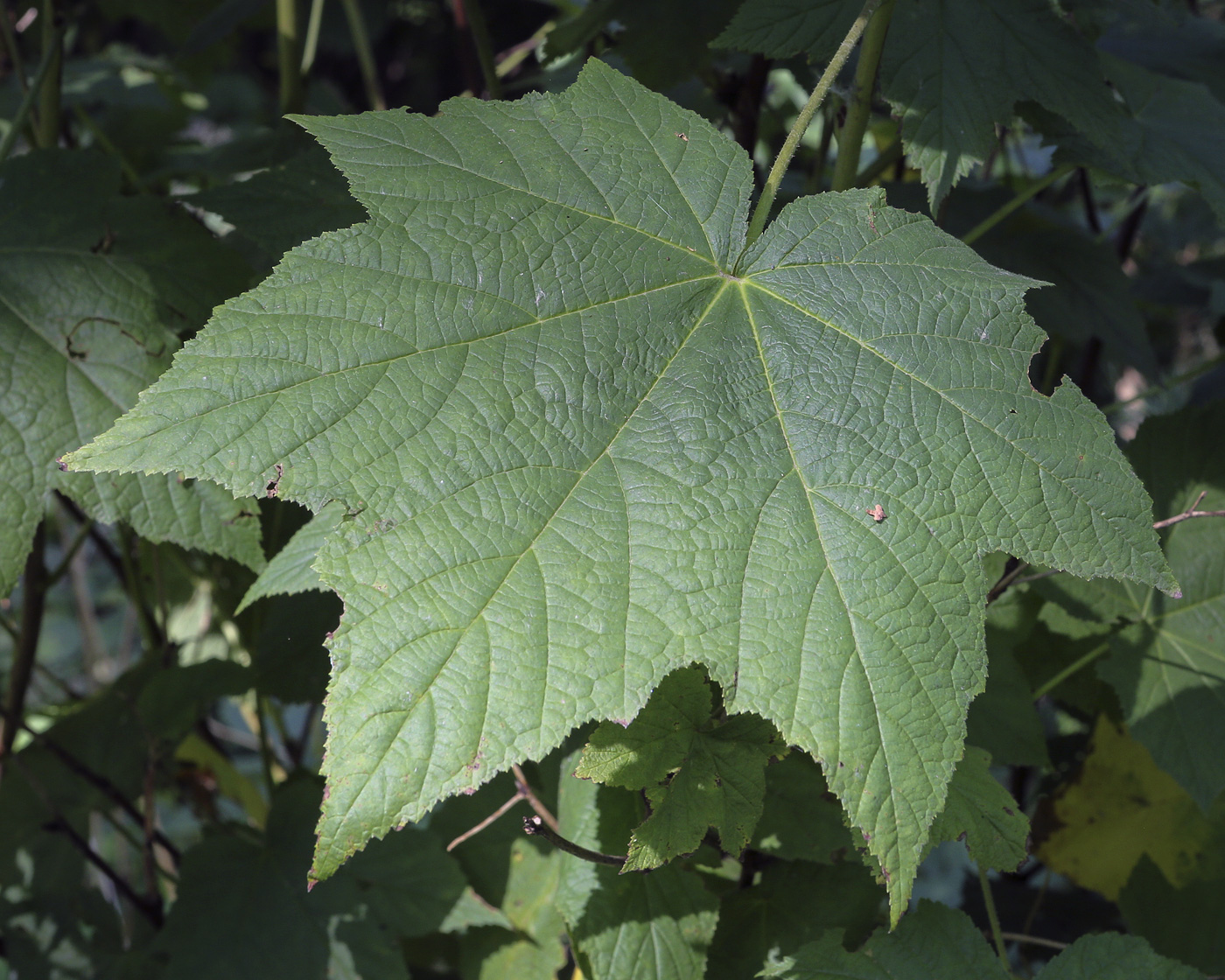 Image of Rubus odoratus specimen.