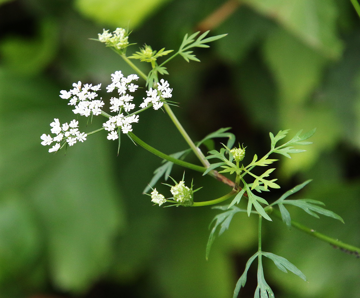 Изображение особи Aethusa cynapium.