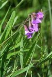 Lathyrus palustris. Соцветие. Республика Татарстан, Спасский р-н, ур. Ясачка. 08.06.2010.