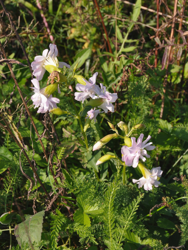 Image of Saponaria officinalis f. pleniflora specimen.