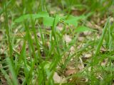 Polygonatum glaberrimum