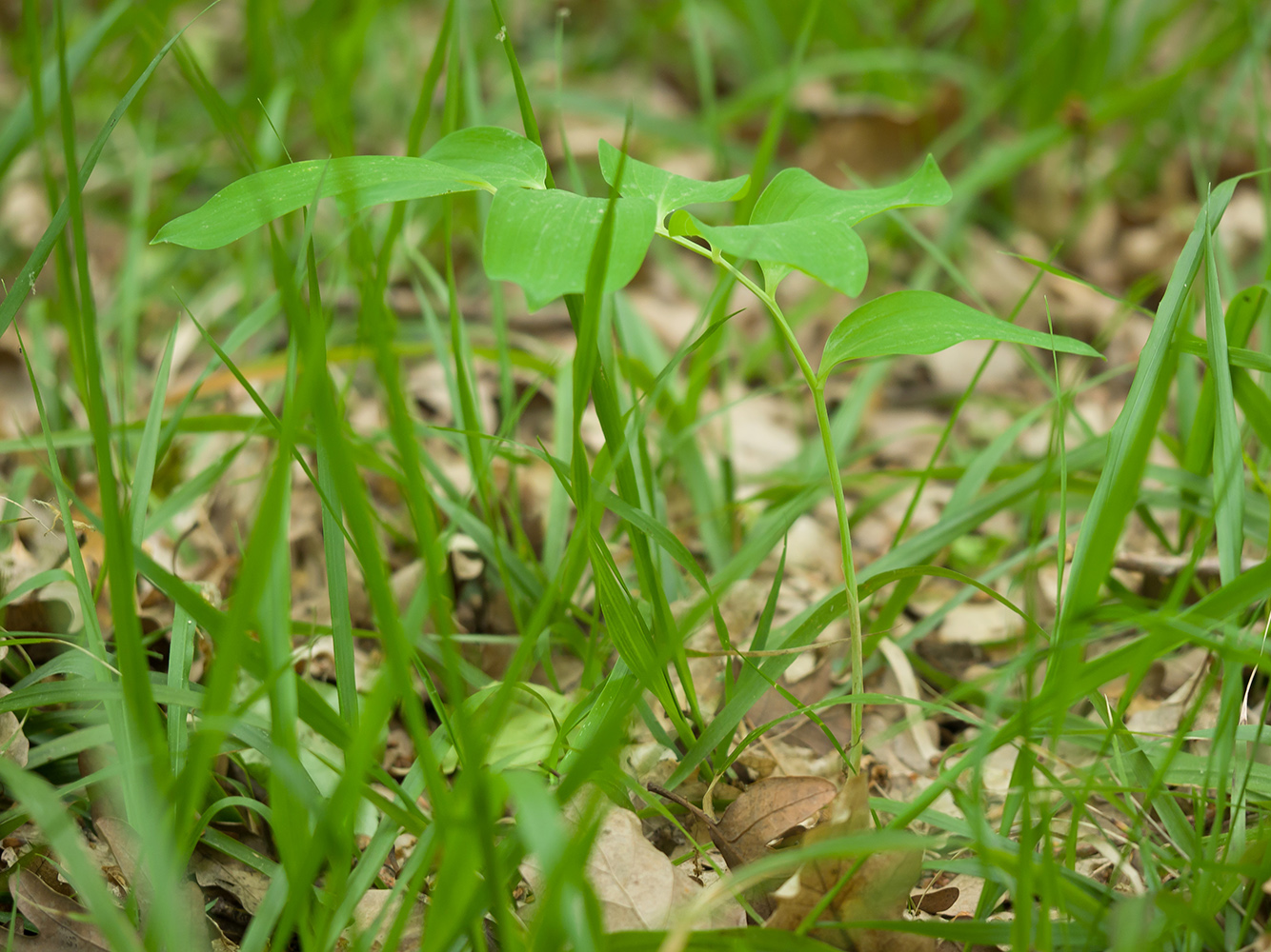 Image of Polygonatum glaberrimum specimen.