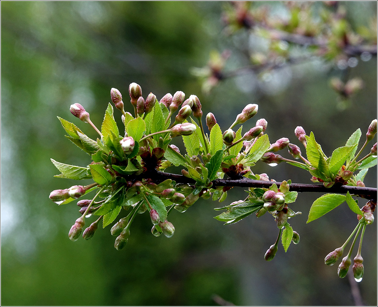 Изображение особи Cerasus vulgaris.