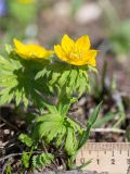 Trollius ranunculinus