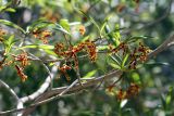 Strophanthus boivinii. Часть кроны с цветами и листьями. Мадагаскар, провинция Тулеария, регион Ациму-Андрефана, Arboretum d'Antsokay, 04.12.2019.