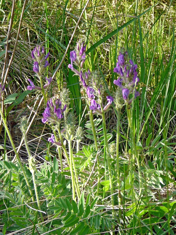 Изображение особи Oxytropis campanulata.