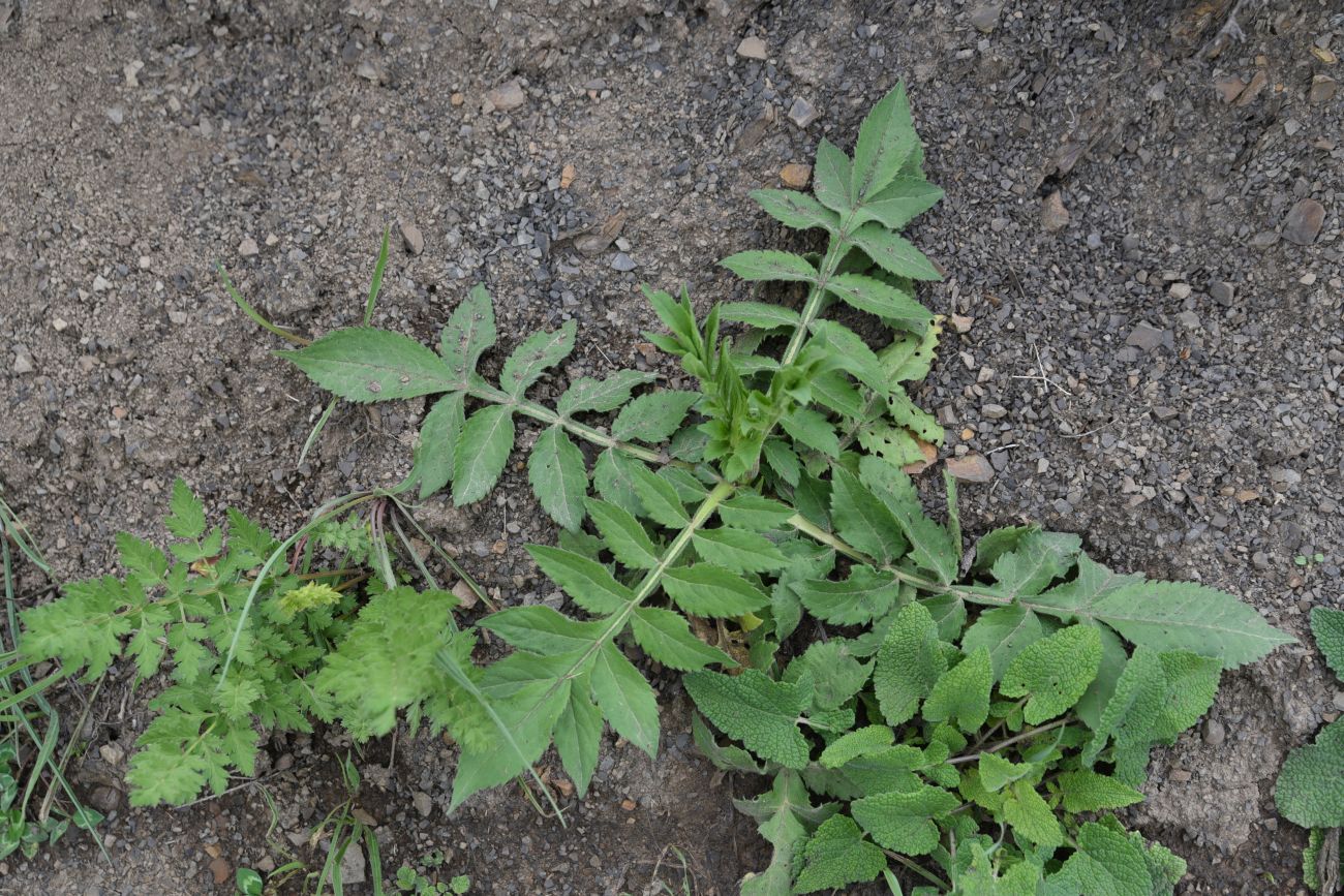 Изображение особи Cephalaria gigantea.