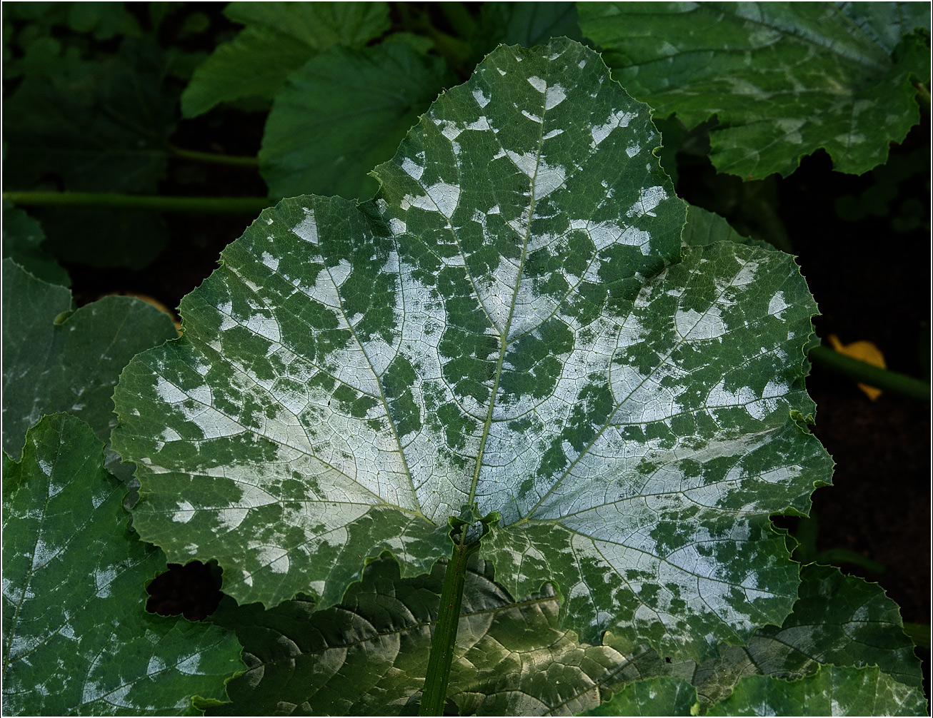 Image of Cucurbita pepo specimen.