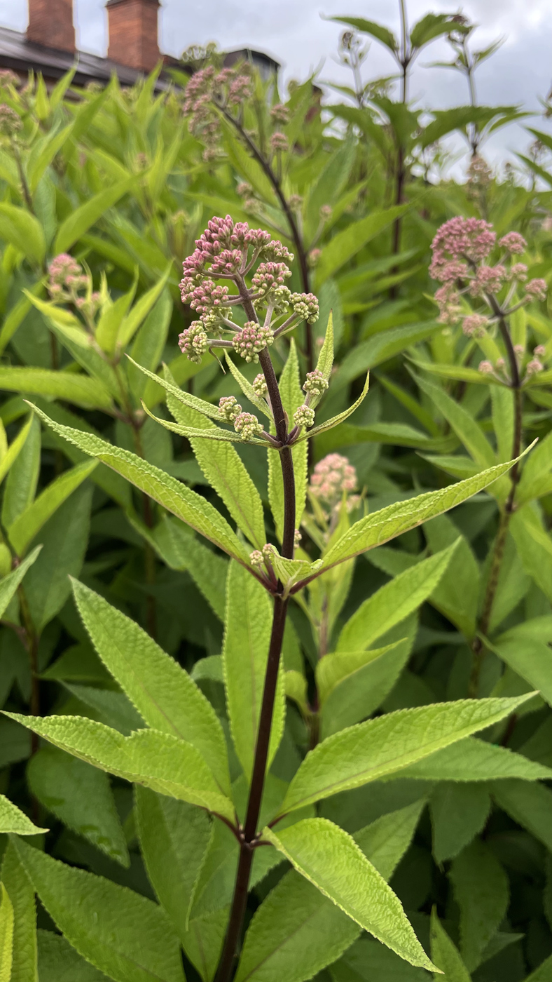 Изображение особи Eupatorium maculatum.