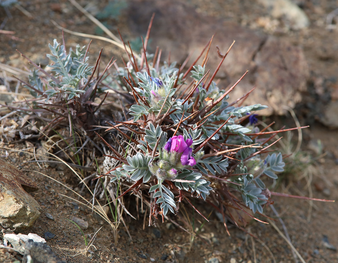 Image of Oxytropis tragacanthoides specimen.