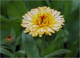 Calendula officinalis