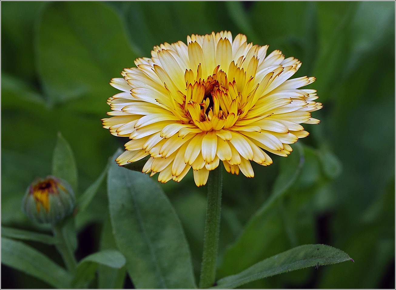 Image of Calendula officinalis specimen.