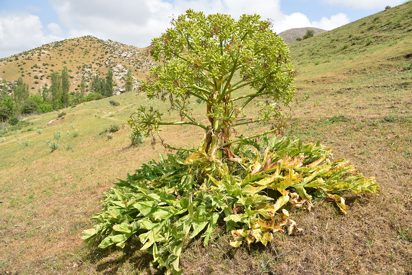 Изображение особи Ferula kuhistanica.